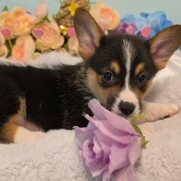 Scrappy - White and red male Pembroke Welsh Corgi puppy in Austin, Texas from Cutest Corgi's of Austin