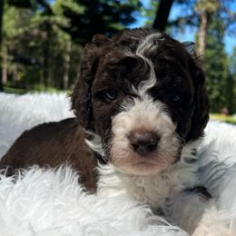 Parsley - Brown and white female Aussiedoodle puppy in Clarkston, Washington from Doodle & Poodle Palace