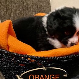 Miniature Australian Shepherd Puppies from Arch Hill Mini Aussies