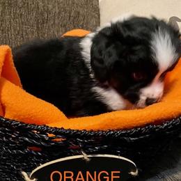 Miniature Australian Shepherd Puppies from Arch Hill Mini Aussies