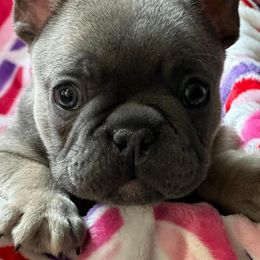 French Bulldogs from Williams French Bulldog Farm