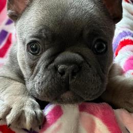 French Bulldogs from Williams French Bulldog Farm