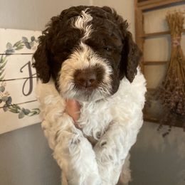 Basil - White Lagotto Romagnolo puppy in Chehalis, Washington from Scarlet Oak Lagotti