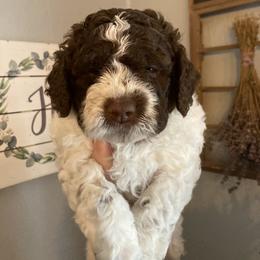 Basil - White Lagotto Romagnolo puppy in Chehalis, Washington from Scarlet Oak Lagotti