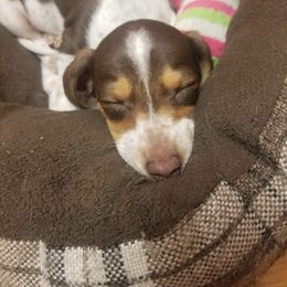 Dachshund Puppies from A&M's Dachshunds