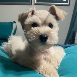 Spencer - Wheaten male Miniature Schnauzer puppy in Interlachen, Florida from Pam's Schnauzers