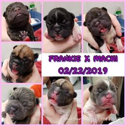 French Bulldog Puppies from Who's Your Bulldog? Kennel