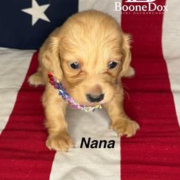 Nana - Cream female Dachshund puppy in Lexington, Oklahoma from BooneDox Miniature Dachshunds