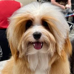 Jazmin - Havanese