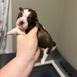 Boy 1 - Liver and white male Shih Tzu puppy in Springfield, Missouri from Lopez Family Tails