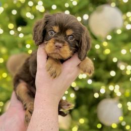 LOU WHO - Chocolate male Cavalier King Charles Spaniel puppy in Jackson, Ohio from The Cavaliers at EAP Acres