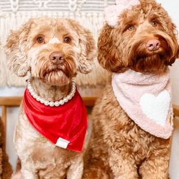 Australian Labradoodle and Labradoodle Puppies from Doodles_Ko