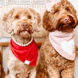 Australian Labradoodle and Labradoodle Puppies from Doodles_Ko