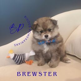 Brewster - Cream sable male Pomeranian puppy in Saint Charles, Missouri from Heartland Shepherds