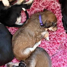 Girl 4 - female Saluki puppy in Los Angeles, California from Srinagar Salukis
