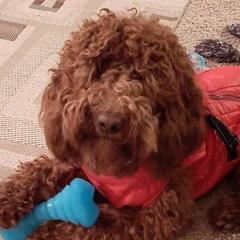 Grace - Australian Cobberdog