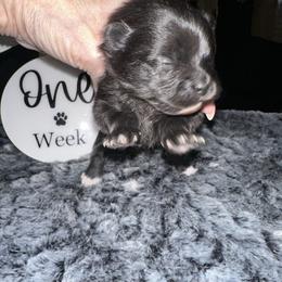 Ruby - Black parti female Pomeranian puppy in Scio, Oregon from Mac Daddy Poms