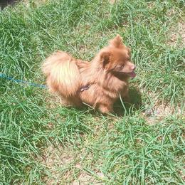 Cocoa - Pomeranian