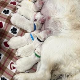 Boy pick 5 - Light golden male Golden Retriever puppy in Waterloo, Indiana from All 4 Paws of Pheasant Run