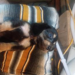 Poppy - Black and cream female Dachshund puppy in Bigfork, Minnesota from Long Ears and Long Dogs Ranch