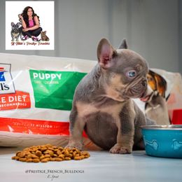 French Bulldog Puppies from Lil Nikki’s Prestige Frenchies