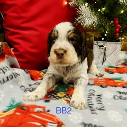 BB2 - Tri-Roan male English Springer Spaniel puppy in Britton, South Dakota from K&S Canines
