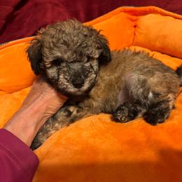 Sushi - Sable male Schnoodle puppy in Colorado Springs, Colorado from Spice Mountain Puppies