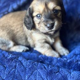 Pecorino - Cream male Dachshund puppy in Lincoln, California from ForeversEdge Doxies