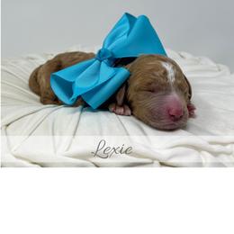 Lexie - Red  female Goldendoodle puppy in State Road, North Carolina from Must Love Doodles