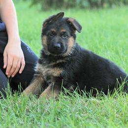 German Shepherd Puppies from Valiant Shepherds