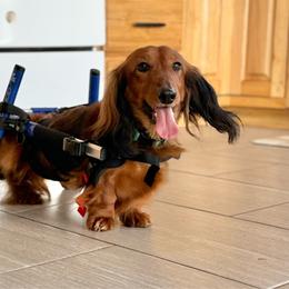 Dachshund puppies from Golden Badger Kennels