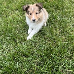 Shetland Sheepdog Puppies from Tricia's Sheltie Puppies