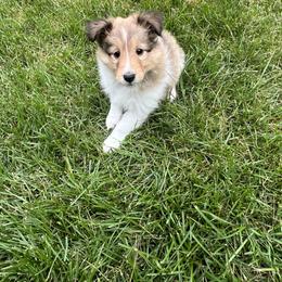 Shetland Sheepdog Puppies from Tricia's Sheltie Puppies
