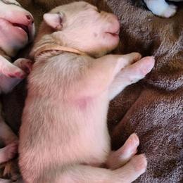 Sofie, white collar - Red and white female Alaskan Malamute puppy in Grayson County, Virginia from River Bend Malamutes
