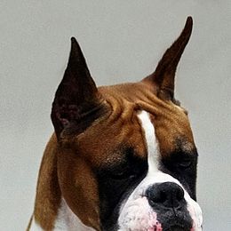 Boxers from Inspiration Boxers