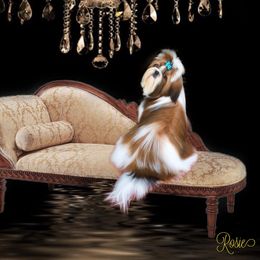 Shih Tzus from Red Barn Shih Tzu