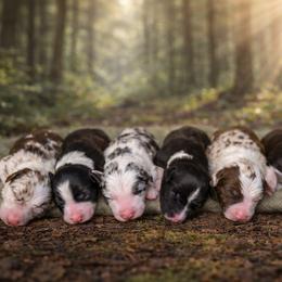 Border Collie puppies from Oregon Bordoodles
