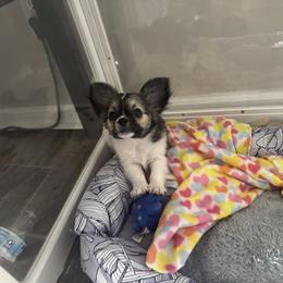 Chihuahua puppies from GeorgiasChihuahuas