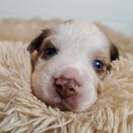 Sake - Red merle female Australian Shepherd puppy in Coatesville, Pennsylvania from Little Acre Aussies