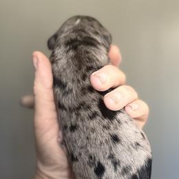 Bernedoodle, Poodle, and Saint Berdoodle Puppies from Remington Kennels, LLC