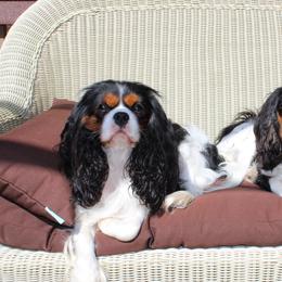 Lola - Cavalier King Charles Spaniel
