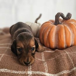 Barrett - Red male Dachshund puppy in Loganville, Georgia from Royal Dackel Haus