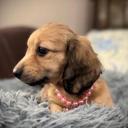 BLOSSOM - Cream female Dachshund puppy in Ville Platte, Louisiana from Cajun Pawfection