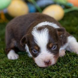 Skye - Red tri female Toy Australian Shepherd puppy in Granbury, Texas from Best Little Aussies