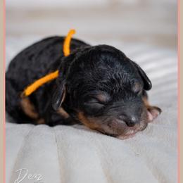 Chuckie - Black and tan male Cockapoo puppy in Connersville, Indiana from Deaz Doodle Ranch