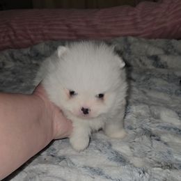 Emperor - Blue parti male Pomeranian puppy in Angleton, Texas from Pomeranian Palace, LLC