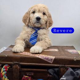 Revere - Apricot male Goldendoodle puppy in Neillsville, Wisconsin from Granton Creek
