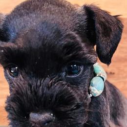 Boy 1 - Black Miniature Schnauzer puppy in Malvern, Arkansas from Deep South Miniature Schnauzers