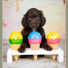 Pete - Brown male Cockapoo puppy in Connersville, Indiana from Deaz Doodle Ranch