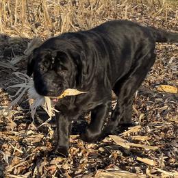 Elvis - Labrador Retriever